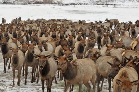 1. Hardware Ranch Wildlife Management Area Utah Restaurants, Wildlife Management, Northern Utah, American Continent, Utah Travel, Nature Preserve, Up North, Great Restaurants, 50 States