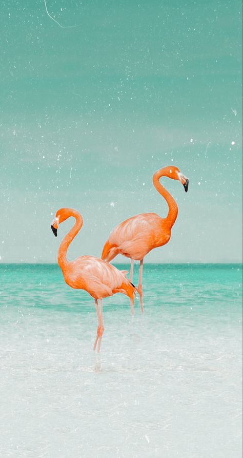 Cute Background For Zepeto, Preppy Pictures, Summer Collage, Beach Things, Flamingo Wallpaper, Ocean Aesthetic, Craft Board, Ipad Wallpapers, Preppy Stuff