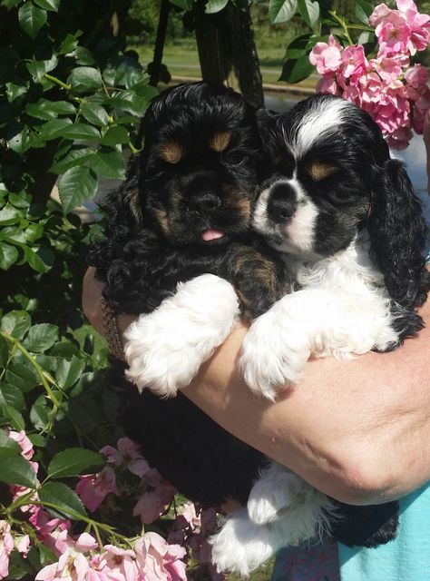 American Cocker Spaniel Puppies, Cocker Spaniel Breeders, Black Cocker Spaniel Puppies, Cocker Spaniel For Sale, Cocker Spaniel Poodle Mix, English Cocker Spaniel Puppies, Shih Poo Puppies, Cocker Spaniel Mix, Black Cocker Spaniel