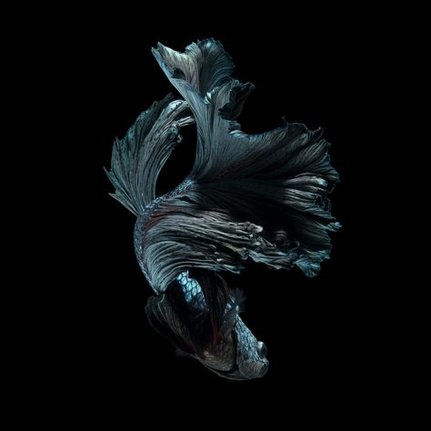 Beta Fish, Black Background, Fish, Black