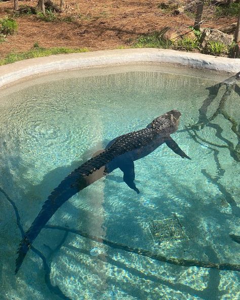 We recently went to the zoo and had a blast. #zoo #familytime #authorlife #momswhowrite #indyzoo #alligator Having A Blast, Family Time, Alligator, Instagram