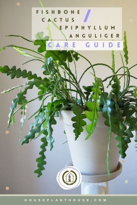 Fishbone cactus Care Guide - HOUSEPLANTHOUSE Epiphyllum Anguliger, Fishbone Cactus, Wijaya Kusuma, Christmas Cactus Care, Plant Diy, Holiday Cactus, Flowering Succulents, Orchid Cactus, Houseplant Care