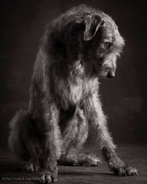 Wolf Hound, Irish Wolfhound Dogs, Wolfhound Dog, Scottish Deerhound, Irish Wolfhounds, Animals Dogs, Irish Wolfhound, Gentle Giant, Golden Retrievers