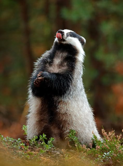 Badger Animal, Filmy Vintage, Animal Symbolism, Honey Badger, British Wildlife, Amazing Animals, Woodland Creatures, Animal Planet, Animal Photo