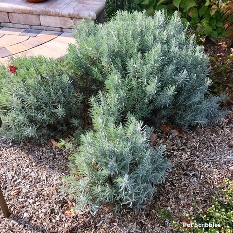 pruning lavender phenomenal Phenomenal Lavender Plants, Lavender Phenomenal, Phenomenal Lavender, Lavender Pruning, Bottlebrush Plant, Privacy Landscaping Backyard, Dreamy Gardens, Colorado Garden, Garden Goals