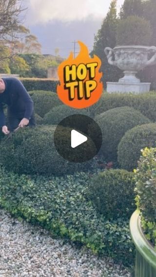 ANDREW STARK on Instagram: "If you want your English box plants to have super compact growth in late winter / spring trim now…
This will remove the main growing point on the branches and encourage numerous side shoots = bushy, super compact & lush growth #andrewstark #andrewstarkgardens #andrewstarkgardendesign #gardendesign #gardendesignmelbourne #hedges #topiary #pruning #gardenreno #gardenrenovation #gardenlovers #box #boxhedge #boxtopiary #buxus #topiary" Box Hedging, Late Winter, Garden Lovers, Hedges, Reno, Lush, Garden Design, Trim, Plants