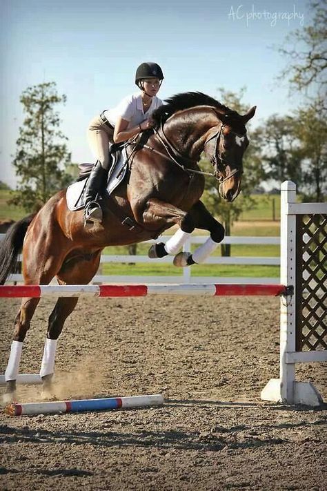 Oh I miss this. Show Jumping Horses, English Riding, Brown Horse, Horse Jumping, Horse Equestrian, Cute Horses, Horse Life, Horse Photos, Show Jumping