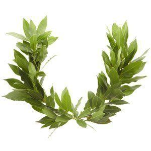 Laurel Wreath Laurel Wreath Crown, Bay Laurel Tree, Laurel Crown, Laurel Tree, Crown Aesthetic, World Thinking Day, Leaf Crown, List Of Flowers, Wreath Drawing