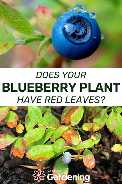 Blueberry Gardening, Fruit Tree Garden, Growing Blueberries, Berry Garden, Jason White, Blueberry Plant, Growing Fruit Trees, Garden Remedies, Berry Plants