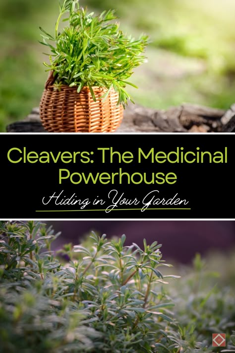 Coltsfoot Herb Benefits, Cleavers Herb Benefits, Cleavers Herb, Identifying Weeds, Herbalism Apothecary, Burning Herbs, Medicinal Wild Plants, Medicinal Weeds, Herbal Medicine Recipes