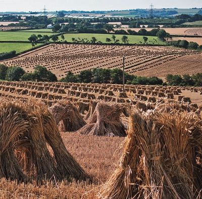 Why is modern wheat making us sick?  That’s the question posed by author Eli Rogosa in her new book Restoring Heritage Grains.Wheat is the most widely grown crop on our planet, yet industrial breeders have transformed this ancient staff of life into a commodity of yield and profit—witness the increase in gluten intolerance and ‘wheat … Global Food Security, Chelsea Green, Female Dragon, Devon And Cornwall, Cornwall England, Gluten Intolerance, Global Recipes, The Question, Wikimedia Commons