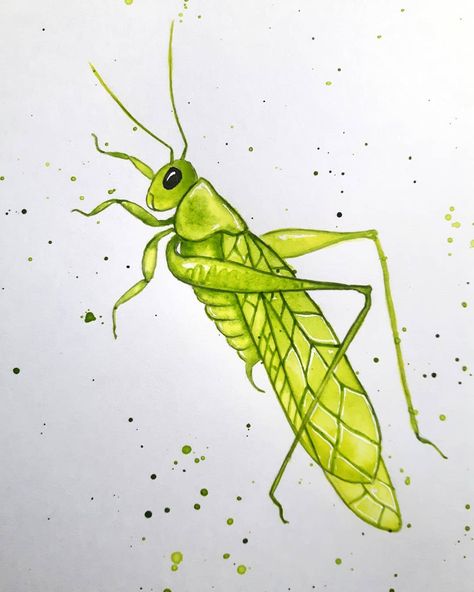 The complete little grasshopper 🐛🌿 #watercolour #watercolor #illustration #green #bugart #wildlifeart #insectart #wildlife #grasshopper Watercolor Grasshopper, Grasshopper Sketch, Grasshopper Painting, Grasshopper Illustration, Grasshopper Drawing, Grasshopper Tattoo, Grasshopper Art, Insect Art Projects, African Embroidery Designs