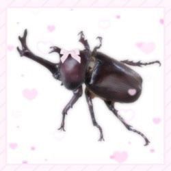 Bugcore Aesthetic, Beetle Aesthetic, Black Alt, Cool Insects, Cool Bugs, Beautiful Bugs, Creepy Crawlies, Arthropods, Arachnids