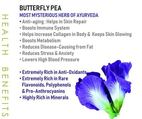 Butterfly Pea Flower Benefits, Blue Butterfly Pea Flower, Pea Flower Tea, Butterfly Pea Flower Tea, About Butterfly, Tea Health, Butterfly Tea, Tea Health Benefits, Butterfly Pea Flower