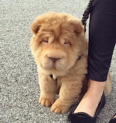 15 Mixed-Breed Dogs That Put Us in Awe of Nature’s Imagination Dog Crossbreeds, Shar Pei Dog, Food Dog, Dog Mixes, Shar Pei, Mixed Breed Dogs, Training Your Dog, Cute Little Animals, Beautiful Dogs