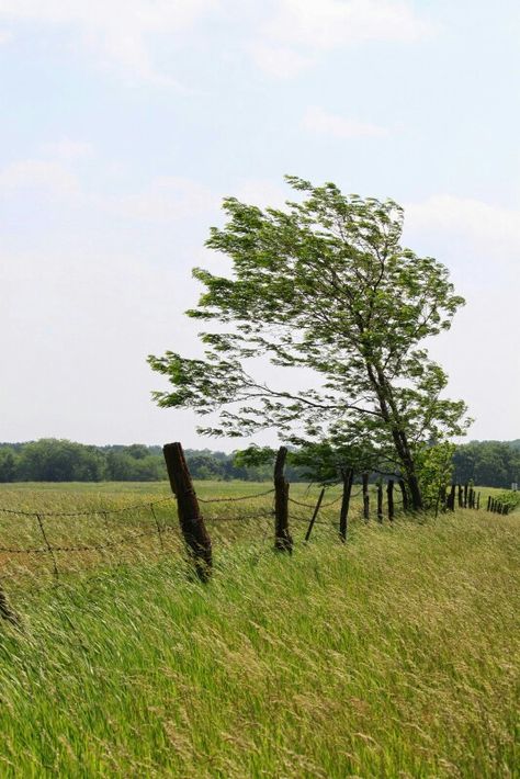 Windy Day Wind Pictures Nature, Windy Weather Aesthetic, Windy Wallpaper, Windy Day Aesthetic, Wind Aesthetics, Windy Aesthetic, Windy Landscape, Air Kingdom, Trees In The Wind