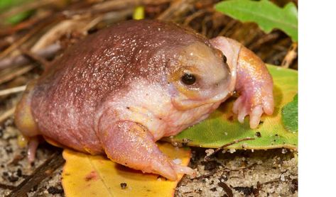 Turtle Frog, Lifecycle Of A Frog, Sulcata Tortoise, Small Turtles, Dart Frog, Salamanders, Animal Reference, Australian Animals, Frog And Toad