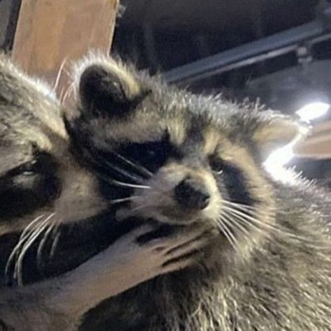 raccons couple ♡ Raccoon Matching Pfp, Matching Cat Pfp Friends, Dog Match, Pet Raccoon, Best Friend Match, Cat Profile, Duos Icons, Animal Icon, Cute Raccoon