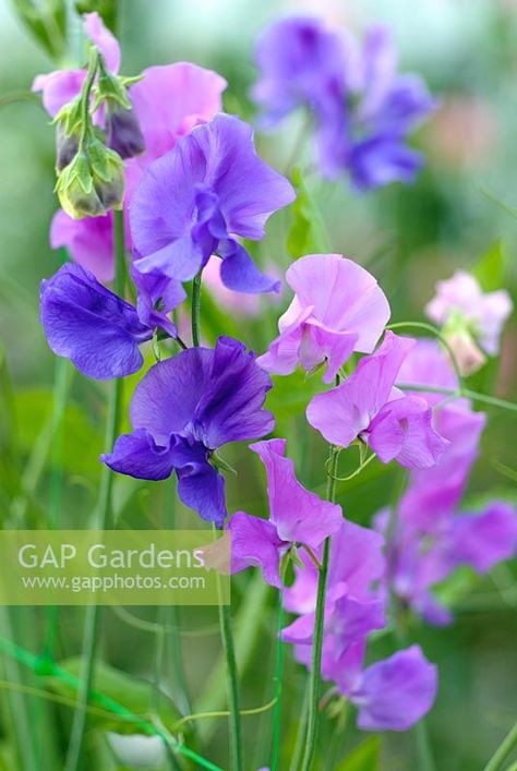 Rice Image, Lathyrus Odoratus, Sweet Pea Flowers, Gardening Inspiration, Pall Mall, Purple Garden, Plant Photography, Oxford Blue, Ivy Leaf