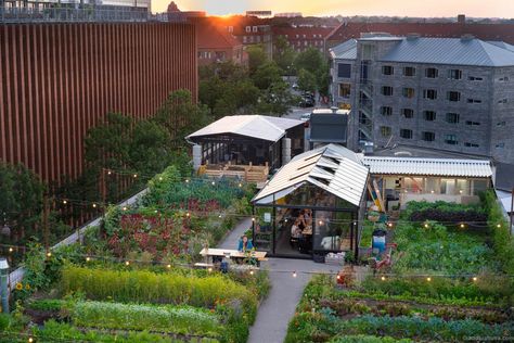 Stedsans at ØsterGRO. Clean, simple and local urban farming Rooftop Dining, Farm Restaurant, Communal Table, Vertical Farming, Urban Agriculture, Pub Set, Urban Farm, Rooftop Garden, Community Gardening