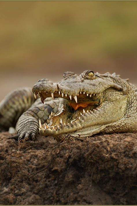 Nile Crocodile, Crocodiles, Captain Hook, Reptiles And Amphibians, Wildlife Animals, On The Ground, Animal Planet, Amphibians, 귀여운 동물