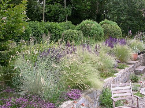 Mixed Perennial planting    Various grasses, stipa, heliotrochon, salvias, eryngiums and thymes.  http://www.flickr.com/photos/gardenfable/4768611773/in/photostream/ Grasses Landscaping, Gravel Garden, Grasses Garden, Have Inspiration, The Secret Garden, Mediterranean Garden, Plants And Flowers, Garden Borders, Ornamental Grasses