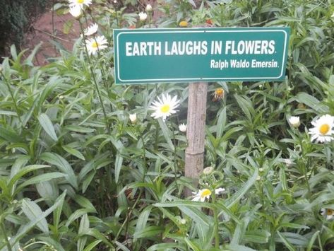 Earth Laughs In Flowers, Grover Underwood, Plants Are Friends, Trik Fotografi, + Core + Aesthetic, Green Aesthetic, A Sign, Mother Earth, In The Middle