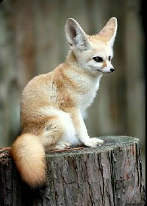 Fennec Fox, Wild Dogs, Baby Fox, Cute Creatures, Animal Planet, Animal Photo, Exotic Pets, Cute Little Animals, Nature Animals