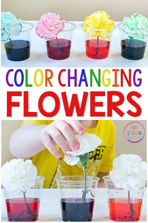 Color Changing Flowers, Spring Science Activities, Vetenskapliga Experiment, Spring Science, Preschool Science Activities, Science Experiments For Preschoolers, Science Activity, Kid Experiments, Science Activities For Kids