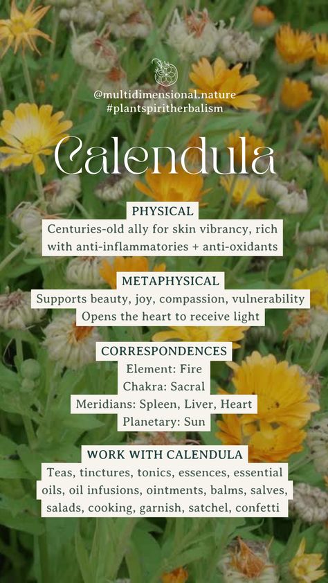 Calendula Flower Magical Properties, Calendula Flower Benefits, Calendula Magical Properties, Calendula Properties, Plant Workshop Ideas, Calendula Magic, Calendula Plant, Smokeable Herbs, Talk To Plants