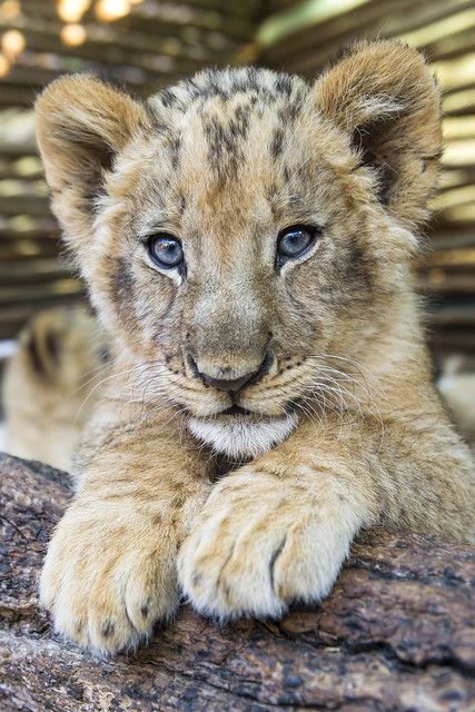 Lion Drawings, Cute Lions, Wallpaper Dog Aesthetic, Baby Lions, Tattoo Lion, Animals And Pet Supplies, Dog Tattoo Ideas, Lion Cubs, Wallpaper Dog