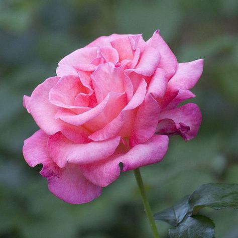 These hybrid tea roses are the perfect addition to cottage garden schemes or perennial gardens that are packed with colour. The elegant stems of ‘Breeders Choice Pink’ give rise to a burst of beautiful pink coloured rose petals, that are such an attractive sight to behold in borders when summer comes around. Not only this, they make for perfect cut flowers – cut and bunch together as a romantic gift to a loved one for a special homegrown show of love. Height: 1m (3'). Spread: 60cm (24"). Supplied as bare roots.Useful links:How to plant and grow rosesCulinary note: Some parts of these flowers are edible. Rosehips and petals can be used in making syrups and the petals will add flavour to cold drinks or fruit dishes. For more details about edible flowers click here. Flowers Guide, Delphinium Plant, Impatiens Plant, Primrose Plant, Grape Vine Plant, Sweet Potato Plant, Sweet Pea Plant, Asparagus Plant, Rhubarb Plants