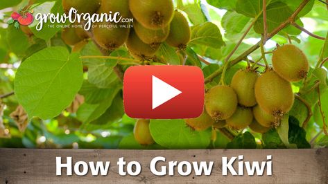 In this video, Tricia shares her tips for planting and growing kiwi vines. Kiwi Plant How To Grow, How To Grow Kiwi, Kiwi Tree, Growing Kiwi, Kiwi Plant, Kiwi Growing, Hardy Kiwi, Garden Lighting Diy, Kiwi Vine