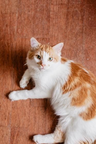 Cats Ginger And White, White And Ginger Cat, Ginger White Cat, White And Brown Cat, White And Orange Cat, Orange White Cat, Cat Chilling, Photo Of Cat, Turkish Angora Cat