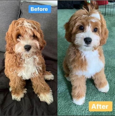 Spoodle Cockapoo Haircut, Maltipoo Grooming Styles, Cavapoo Grooming Styles, Shipoo Dogs, Cavapoo Haircut Styles, Cockapoo Haircuts, Cavapoo Haircut, Cockapoo Haircut Styles, Maltipoo Haircut Styles