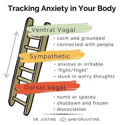 Dr. Shannan Cason🍃 on Instagram: “Via @somaticexperiencingint - #mindfulness #polyvagaltheory #ventralvagal #dorsalvagal #fightorflight #relationalneuroscience…” Nervus Vagus, Polyvagal Theory, Somatic Experiencing, Somatic Therapy, Mental Health Counseling, Vagus Nerve, Therapy Counseling, Counseling Resources, Family Therapy