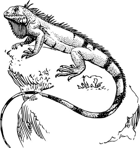 Iguana Tattoo, Marine Iguana, Cute Reptiles, Animal Coloring, Clipart Black And White, Reptiles And Amphibians, Bearded Dragon, Wildlife Animals, Lizards