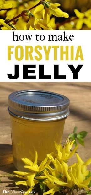 Forsythia Jelly | Home Canning | Food Preservation | Spring flowers bring...jelly? Do you have forsythia in your yard? Learn how to make forsythia jelly with all those blooms and blossoms! Edible Flowers Recipes, Canning Food, Foraging Recipes, Canning Jam, Canning Food Preservation, Homemade Jelly, Jelly Recipe, Foraged Food, Fruit Preserves