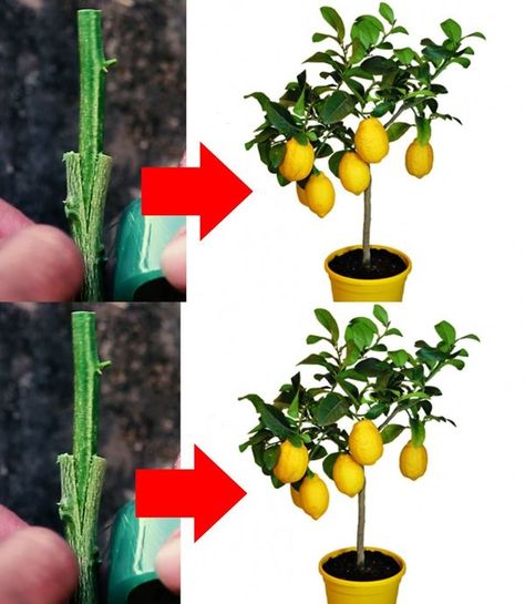 Lemon Seeds, Garden Hacks, Gardening Tips, Seeds, The First, Lemon