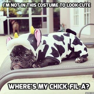 Pets got dressed up too. | Kids Dressed As Cows For Free Chick-Fil-A Sandwiches And The Results Are Adorable French Bulldog Costume, Bulldog Costume, Cow Costume, Positive Dog Training, Basic Dog Training, Bulldog Francese, Bull Dogs, French Bull, French Bulldog Puppies