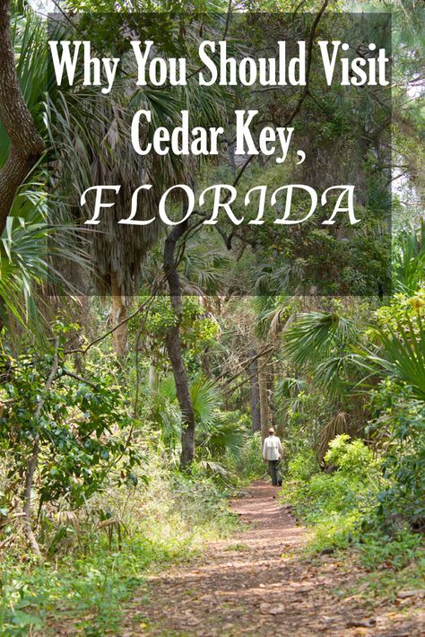 Cedar Key is one of the best places to go kayaking with dolphins in Florida and watch Florida wildlife. Here is what to do & where to stay in Cedar Key. Cedar Key Fl, Cedar Key Florida, Holey Moley, Florida Wildlife, Cedar Key, Florida Attractions, Florida Camping, Roseate Spoonbill, Break Wall