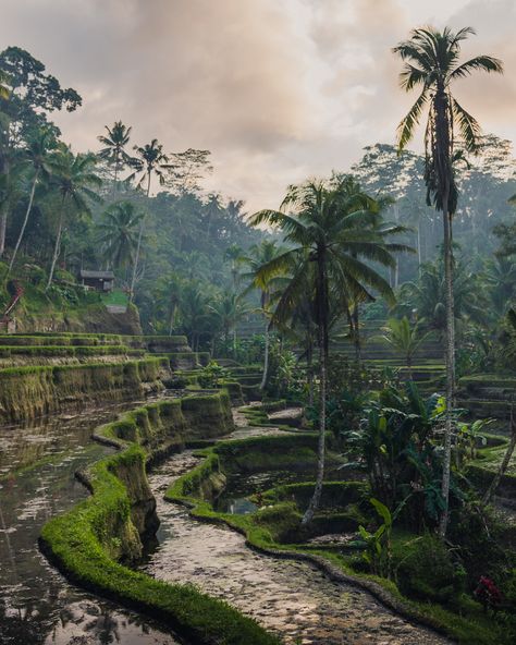 Munduk should be included on everyone’s Bali itinerary, from waterfalls to coffee plantations and amazing views, its a stunning gem! Munduk Bali, Bali Landscape, Gorgeous Landscapes, Gap Year Travel, Eco Village, Bali Itinerary, Bali Travel Guide, Amazing Views, Gap Year