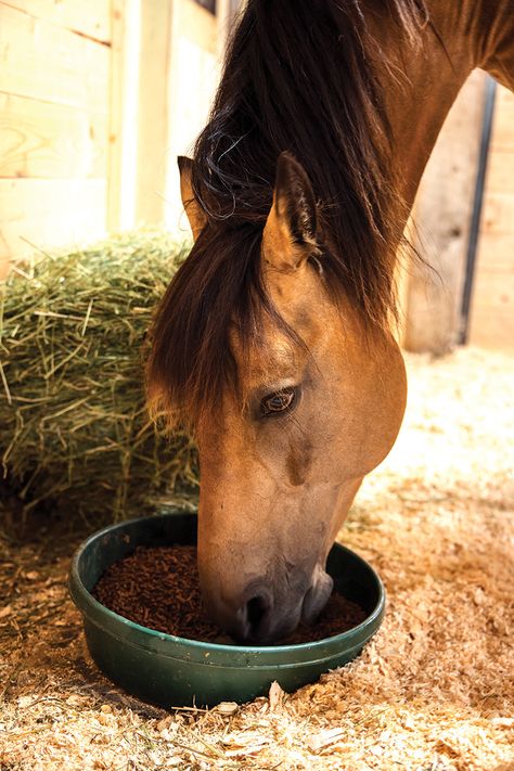 8 Horse Feeding Mistakes to Avoid Horse Feeding, Horse Eating, Grass Hay, 3 Horses, Digestive Juice, Horse Feed, Digestion Process, Maintain Weight, Horse Owner