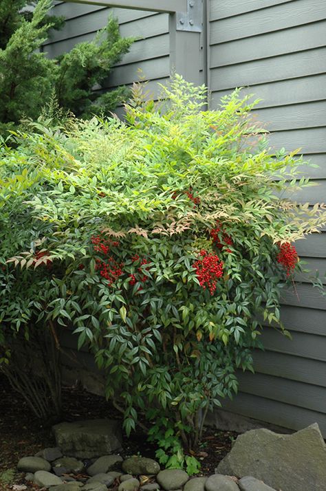 Nandina (Nandina domestica) at Oakland Nurseries Inc Nandina Plant, Heavenly Bamboo, Entry Garden, Nandina Domestica, Garden Concept, Courtyard Plants, Osmanthus Fragrans, Landscape Nursery, Shade Shrubs