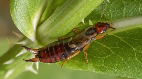 Earwigs In House, Bugs Reference, Getting Rid Of Earwigs, Red Bug, Entlebucher Mountain Dog, Deer Species, Earwigs, Types Of Insects, Diy Lawn