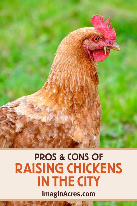 Cities and towns are allowing backyard chickens more than ever. Before you jump into raising chickens, here are our pros and cons of keeping chickens in the city. Chickens In The City, City Chickens, Chicken Coop Plans Free, City Chicken, Chicken Poop, Tractor Idea, Urban Chickens, Hatching Chicks, Keeping Chickens