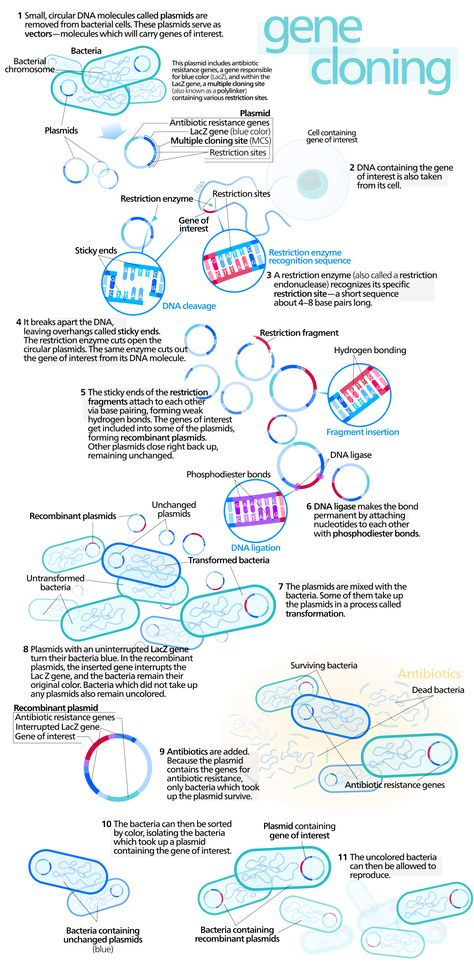 Recombinant Dna, Dna Technology, Molecular Genetics, Biology Classroom, Secondary Science, Ap Biology, Genetic Engineering, Teaching Biology, Biology Notes