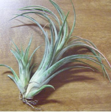 succulents and air plant propagation Types Of Air Plants, Air Plants Diy, Succulent Propagation, Air Plants Care, Tillandsia Air Plant, Air Plant Terrarium, Propagating Succulents, Plant Propagation, Daily Water