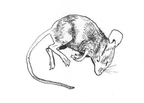 Dad Drawing, Rat Tattoo, Dead Mouse, Mouse Sketch, Baby Rats, Mouse Tattoos, Funky Tattoos, Mouse Illustration, Mouse Drawing