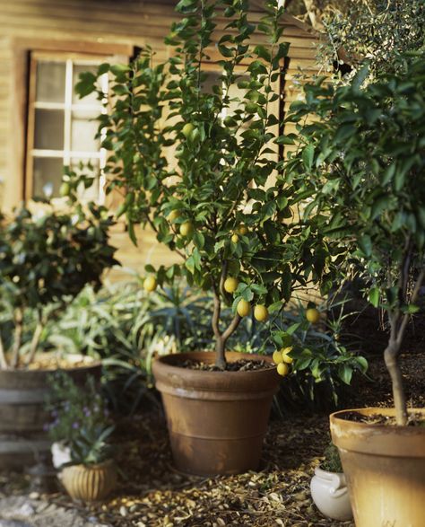 Best Trees For Pots, Trees For Pots, Farm Bungalow, Potted Trees Patio, Italian Patio, Backyard Planters, Patio Trees, Patio Pots, Veg Garden